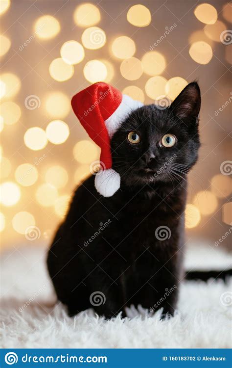 Cat In Santa Hat Stock Photo Image Of Kitten Greeting 160183702