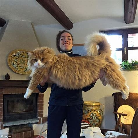 American Maine Coons Weighing Up To 35ibs Become Internet Hit Daily Mail Online