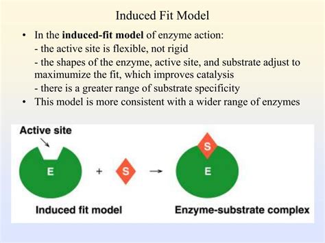 Ppt Enzymes As Biological Catalysts Powerpoint Presentation Id591293