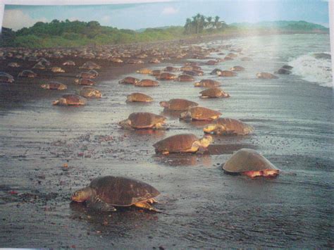 Turismo En Parque Nacional Marino Las Baulas De Guanacaste ~ Guía