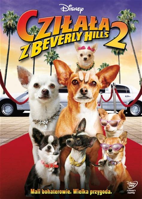 Chihuahua Z Beverly Hills Cda - Cziłała Z Beverly Hills 3 Cda Cały Film Po Polsku - Pets Lovers
