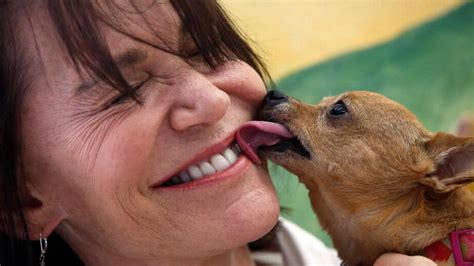 Why Do Dogs Lick My Face And Is It Safe Miami Herald