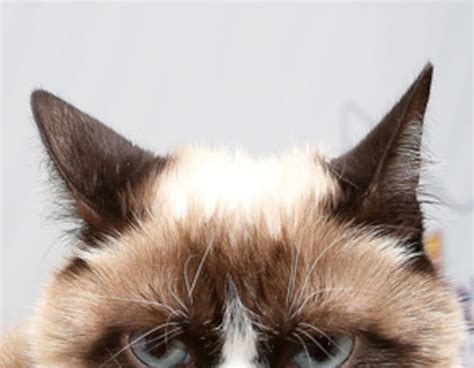 Grumpy Cat From Gallery Of Celeb Butts Were Hoping To See Next Year
