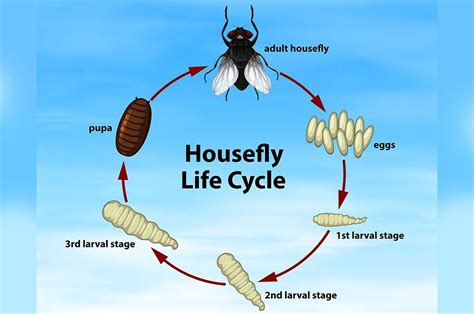 Proses metamorfosis sempurna ini sering kita temui pada hewan amfibi dan beberapa jenis serangga. Fase Metamorfosis Lalat, Contoh Hewan yang Mengalami ...