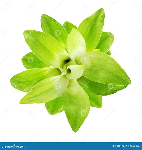 Turmeric Flower Isolated On White Background Stock Image Image Of