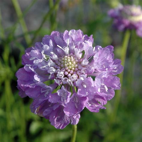 Praktvädd Oxford Blue Ettåriga Blomsterväxter Scabiosa