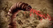 Does The Mongolian Death Worm Really Exist?