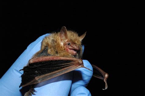 A Summer Of Netting In West Virginia Field Herp Forum