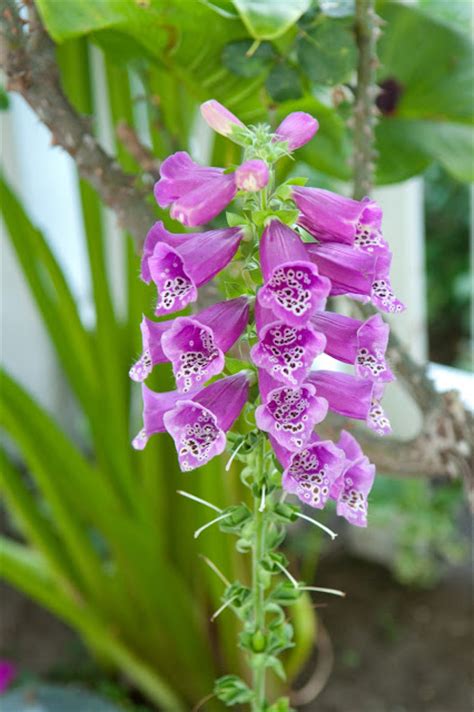 Purple lilacs represent the first. Footnotes to Stories: Flowers for Algernon