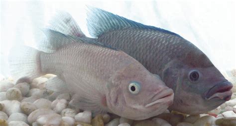 Hybrid Tilapia Outperform Purebreds In Seawater Study Responsible