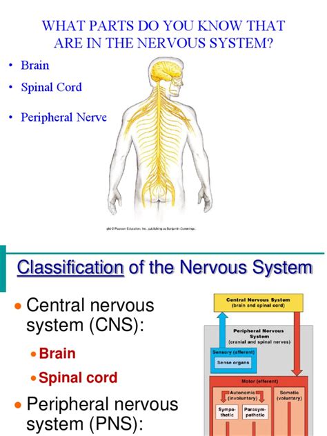 Anatomy The Nervous System Powerpoint Pdf Nervous System Neuron