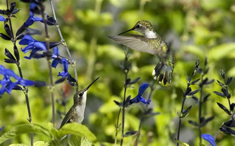 High Quality Wallpaper Of Birds Photo Of Flowers Summer