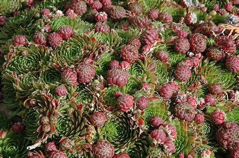 Red Beauty Hens And Chicks Sempervivum Red Beauty In