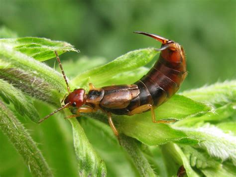 Unl department of entomology website corn insect quick reference guide corn insects i corn insects ii. Vern Nelson: Get rid of your leaf-chomping earwigs with a ...