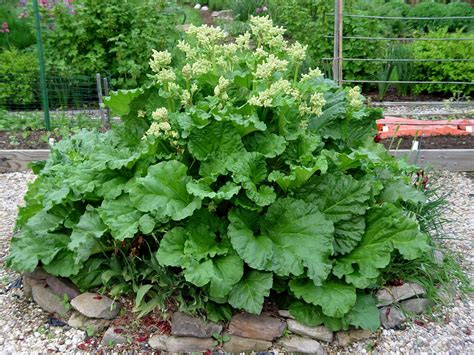 When And How To Plant Rhubarb