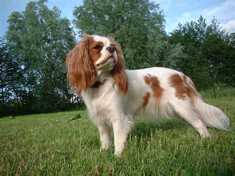 Cute Puppies And Dogs Pictures Cavalier King Charles