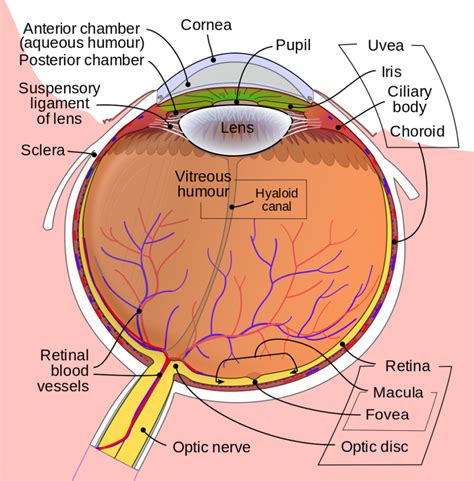 Diagrams Of The Human Eye 101 Diagrams