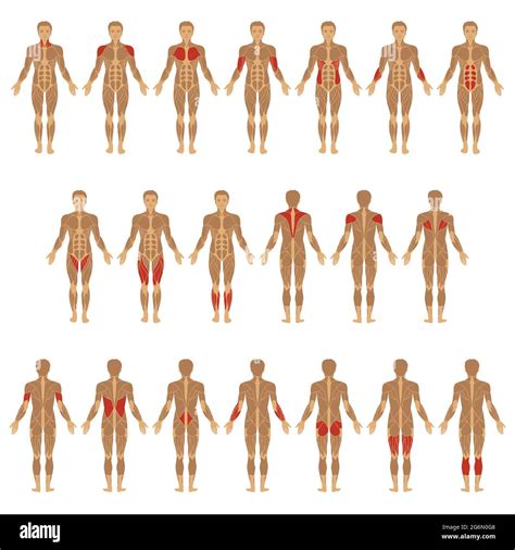 Cuerpo Humano Muscular Vectorial Anatomía Del Hombre Muscular Imagen