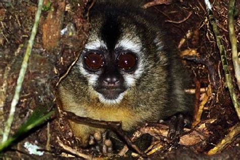 La Desaparición De Selvas Y Corredores Amenaza Al Mono Nocturno Peruano