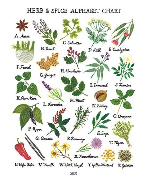 Herb Spice Alphabet Chart Art Print Etsy Herbalism Medicinal