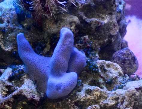Aio Build Sponge Help Reef2reef Saltwater And Reef Aquarium Forum
