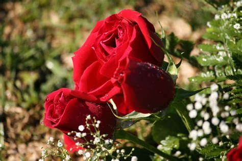 Файлred Roses — Вікіпедія