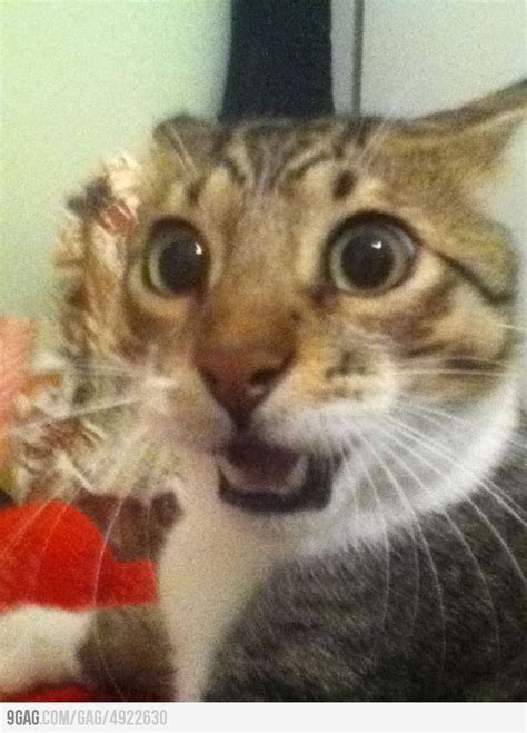 27 Surprised Cats Who Cant Believe What They Just Saw Photos