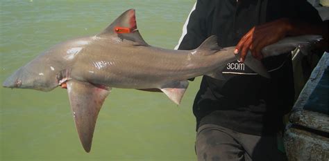 Australian Endangered Species Northern River Shark