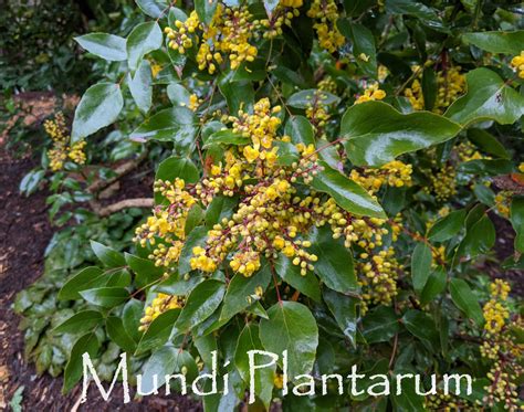 Mahonia Gracilis Mundi Plantarum