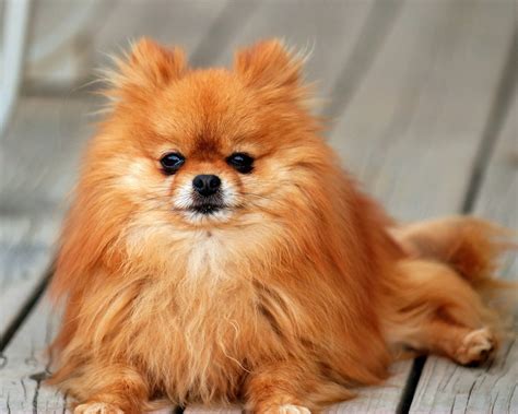 Cute Pomeranian Dog Info Small Dog Breeds Doglers