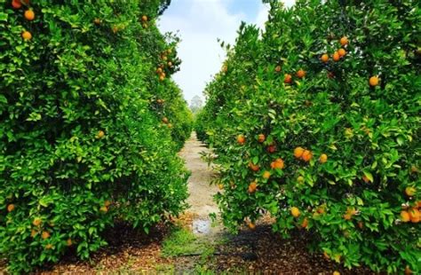 Orange Picking In Orlando 10 Best Orange Groves In Florida Florida Epic