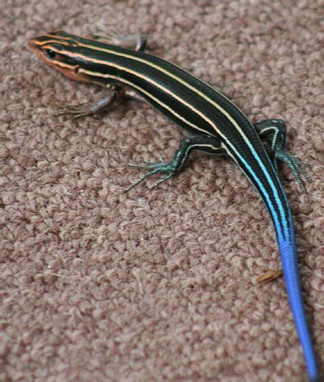 Colorful Lizards Blue Tailed Skink Cryptoblepharus Egeriae