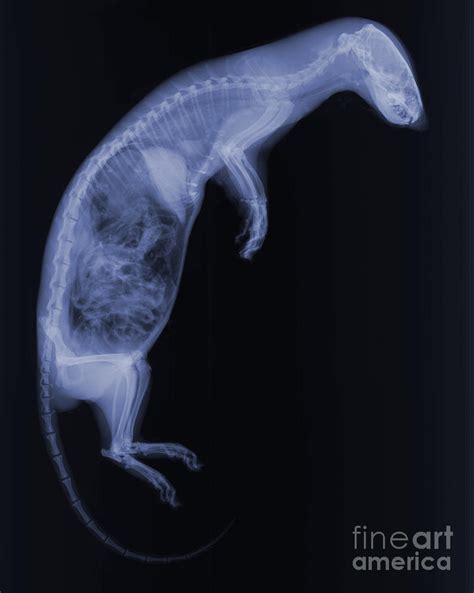 Mink X Ray Photograph By Ted Kinsman Fine Art America