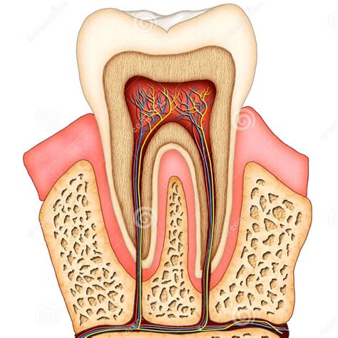 Anatomia Dental Youtube