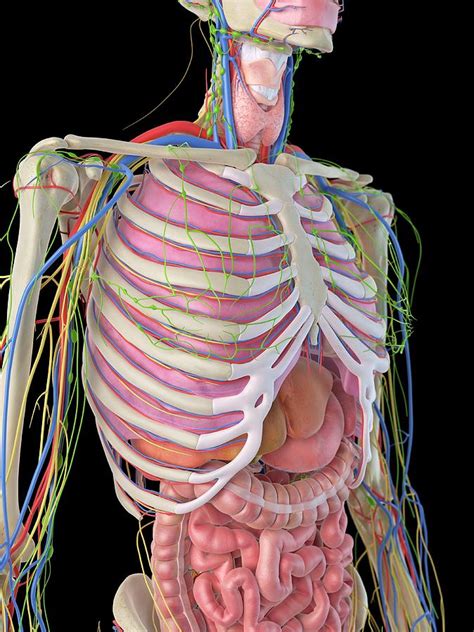 Human Ribcage And Organs Photograph By Sciepro Fine Art America