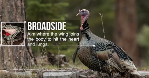 Turkey Tools For Bowhunting Success