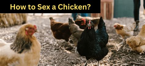 How To Sex A Chickenvets Reviewed Zpoultry
