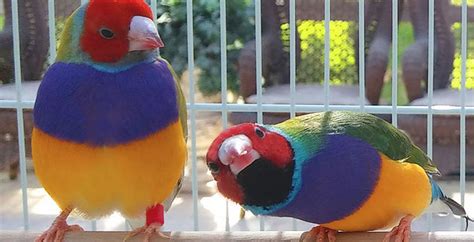 Two Greenback Gouldian Finches Male And Female Various Head Color Fly