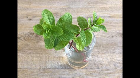 The steps are rather very simple. How To Grow Mint In Water? | Growing Mint Plant From ...