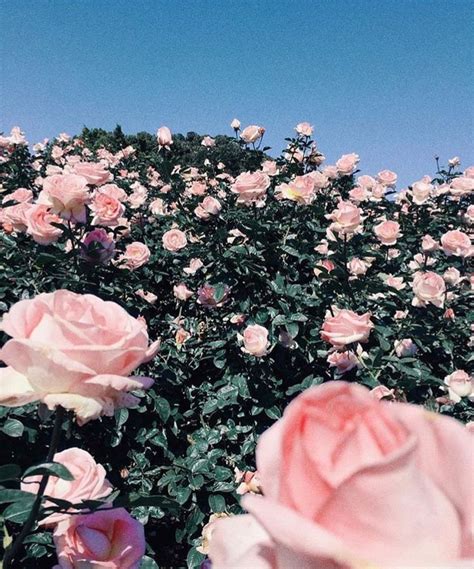 Pin By Jordan Powell On Promise Me A Rose Garden Roses Garden Care