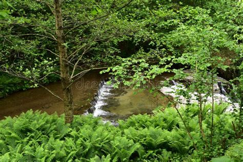 View Of A Flowing River Downstream In A Forest Stock Photo Image Of