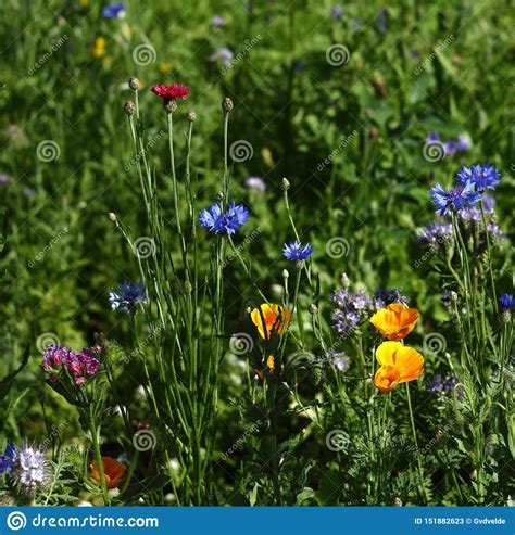 Flower Meadow Purple Yellow Red And Green Stock Image Image Of