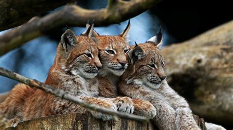 Bobcat Lynx Hd Wallpaper Animals Wallpaper Better