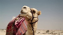 Camel In Desert In Qatar Persian Gulf Stock Footage SBV-323783952 ...