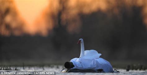 A Real Birds Eye View Photographer Hides In Fake Swan To Take Close