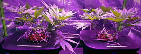 Cannabis Hydroponic Mediums A Guide To Hydro Substrates Rqs Blog