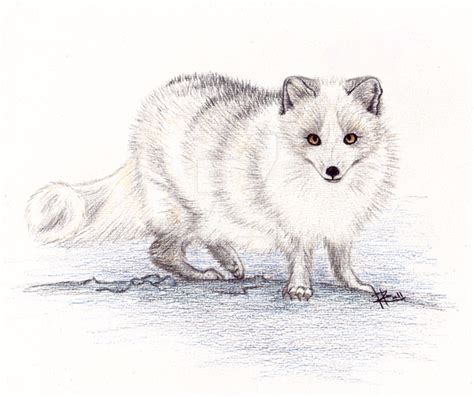 Arctic Fox By Sissukka On Deviantart