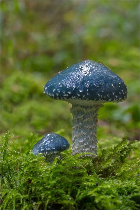Stropharia Aeruginosa Commonly Known As The Verdigris Agaric ~ By Pic