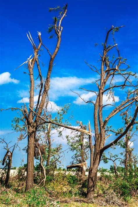 Broken Fallen Treesbroken Trees In The Aftermath Of A Hurricane