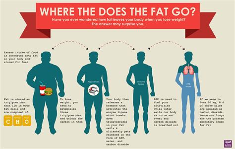 The Big Fat Question During Weight Loss Where Does Fat Go Al